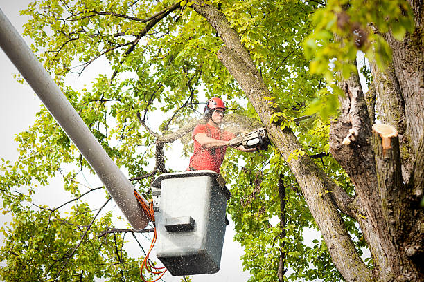 Liberty, NC Tree Removal Company